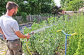 Gardener watering broad beans, Arche de la nature, Le Mans Métropole, Sarthe, France