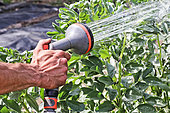 Gardener watering broad beans, Arche de la nature, Le Mans Métropole, Sarthe, France