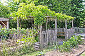 Wisteria arbor or pergola at the Arche de la Nature educational garden, Le Mans metropole, Sarthe, France
