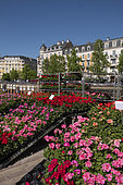 Pelargonium, Place Cortbis, Belfort, Territoire de Belfort, France