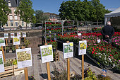 Pelargonium, Place Cortbis, Belfort, Territoire de Belfort, France