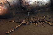 Cave bear bones found in the Osselle cave, Roset-Fluans, Doubs, France