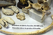 Fossil vertebrae and teeth dating back 40,000 years found in the Osselle cave, Roset-Fluans, Doubs,France