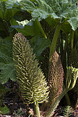 Giant rhubarb (Gunnera manicata), Windeck estate park, Ottrott, Bas-Rhin, France