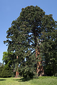 Giant Sequoia (Sequoiadendron giganteum), the largest in continental Europe, 43 m high, Windeck estate park, Ottrott, Bas-Rhin, France