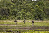 Blue wildebeest (Connochaetes taurinus taurinus) running in the savannah, Namibia, Africa