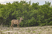 Greater kudu (Tragelaphus strepsiceros) , Namibia, Africa