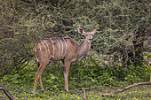 Greater kudu (Tragelaphus strepsiceros) , Namibia, Africa
