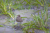 Three-banded Plover (Charadrius tricollaris), Namibia, Africa