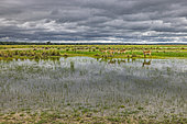 Impalas (Aepyceros melampus) at the edge of a swamp, Namibia, Africa