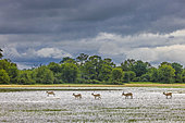 Impalas (Aepyceros melampus) in a swamp, Namibia, Africa