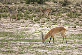 Impala (Aepyceros melampus) grazing, Namibia, Africa
