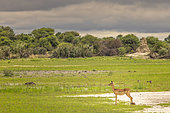 Impala (Aepyceros melampus) at the edge of a swamp, Namibia, Africa