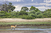 Impala (Aepyceros melampus) at the edge of a swamp, Namibia, Africa