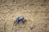 Dung beetle (Scarabaeus viettei) pushing a dung beetle, Namibia, Africa