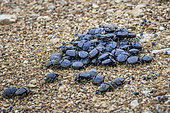 Clusters of dung beetles (Scarabaeus viettei) on dung, Namibia, Africa