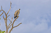 White-backed vulture (Gyps africanus) on a dead tree, Namibia, Africa