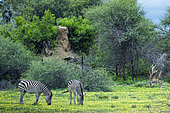 Burchell's zebra (Equus quagga burchellii), Namibia, Africa