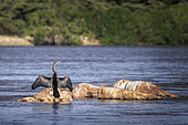 African Darter (Anhinga rufa) drying its wings, on a rock, on the Okawango, Namibia, Africa