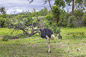 African ostrich (Struthio camelus) with two chicks, Namibia, Africa