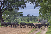 African buffalo (Syncerus caffer) crossing a track, Namibia, Africa