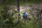 Greater Blue-eared Glossy-Starling (Lamprotornis chalybaeus) on a branch, Namibia, Africa
