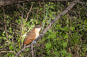 Young Senegal Coucal (Centropus senegalensis) on a branch, Namibia, Africa
