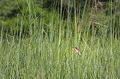 Malachite Kingfisher (Corythornis cristatus) on the prowl, Namibia, Africa