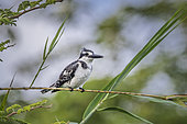 Pied kingfisher (Ceryle rudis) on a reed, Namibia, Africa