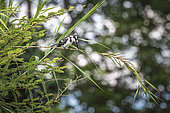 Martin-pêcheur pie (Ceryle rudis) à l'affût sur un roseau, Namibie, Afrique