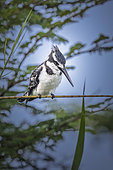 Martin-pêcheur pie (Ceryle rudis) à l'affût sur un roseau, Namibie, Afrique