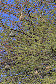 Southern Masked Weaver nests (Ploceus velatus ), Namibia, Africa