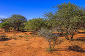 Otjozondjupa landscape, Namibia, Africa
