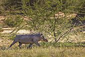Warthog (Phacochoerus africanus) walking in the savannah, Namibia, Africa