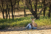 Springbok (Antidorcas marsupialis) at rest, Namibia, Africa