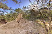 Termite mound, Waterberg, Namibia, Africa