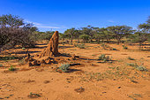 Termite mound, Otjozondjupa, Namibia, Africa