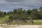 Burchell's zebras (Equus quagga burchellii), Namibia, Africa