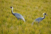 Grue à cou blanc (Antigone vipio), couple s'alimentant, Izumi, île Kyushu, Japon /