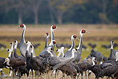 White naped cranes (Antigone vipio), group feeding, Izumi, Kyushu, Japan