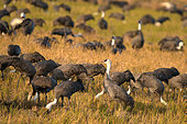 Grue moine (Grus monacha), migration à Izumi, Kyushu, Japon