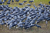 Grue moine (Grus monacha), migration à Izumi, Kyushu, Japon