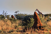 Angolan giraffe (Giraffa camelopardalis angolensis) passing behind a termite mound, Ombokoro mountains, Otjozondjup, Namibia, Africa