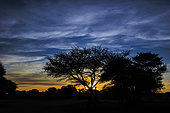Sunrise, Otjiwarongo region, Namibia, Africa