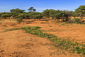 Landscape of Namibia, Ombokoro mountains, Africa