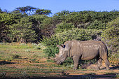 Southern white rhinoceros (Ceratotherium simum simum), Ombokoro mountains, Namibia, Africa