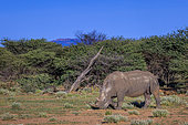 Southern white rhinoceros (Ceratotherium simum simum), Ombokoro mountains, Namibia, Africa