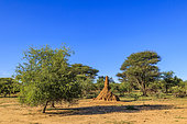 Termite mound, Ombokoro mountains, Namibia, Africa