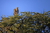 African vulture (Gyps africanus) on a tree, Namibia, Africa