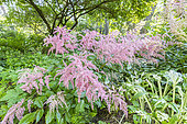 Astilbe arendsii 'Erika', in bloom